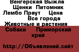 Венгерская Выжла. Щенки. Питомник Лембо Праут. › Цена ­ 35 000 - Все города Животные и растения » Собаки   . Приморский край